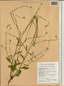 Rhamphospermum nigrum (L.) Al-Shehbaz, South Asia, South Asia (Asia outside ex-Soviet states and Mongolia) (ASIA) (Cyprus)