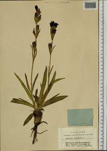 Gentiana decumbens L. fil., Siberia, Central Siberia (S3) (Russia)