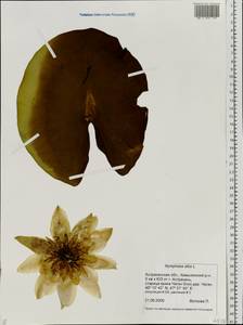 Nymphaea alba L., Eastern Europe, Lower Volga region (E9) (Russia)