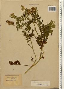 Astragalus cicer L., Caucasus, Krasnodar Krai & Adygea (K1a) (Russia)