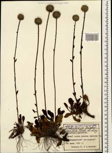 Globularia trichosantha Fisch. & C. A. Mey., Caucasus, Armenia (K5) (Armenia)