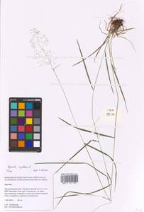 Agrostis capillaris L., Eastern Europe, North-Western region (E2) (Russia)