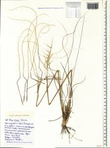 Stipa pontica P.A.Smirn., Caucasus, Black Sea Shore (from Novorossiysk to Adler) (K3) (Russia)