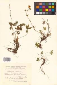 Potentilla aurea L., Eastern Europe, West Ukrainian region (E13) (Ukraine)