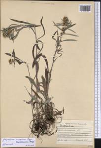 Omalotheca norvegica (Gunnerus) Sch. Bip. & F. W. Schultz, Siberia, Altai & Sayany Mountains (S2) (Russia)