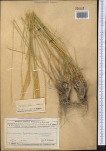 Agropyron fragile (Roth) P.Candargy, Middle Asia, Muyunkumy, Balkhash & Betpak-Dala (M9) (Kazakhstan)