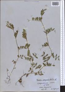 Vicia sativa subsp. nigra (L.)Ehrh., Middle Asia, Western Tian Shan & Karatau (M3) (Kazakhstan)