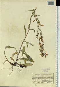 Campanula sibirica L., Siberia, Western Siberia (S1) (Russia)