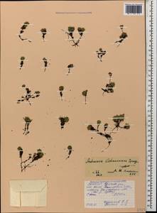 Androsace chamaejasme subsp. lehmanniana (Spreng.) Hultén, Caucasus, North Ossetia, Ingushetia & Chechnya (K1c) (Russia)