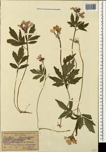 Cardamine quinquefolia (M.Bieb.) Schmalh., Crimea (KRYM) (Russia)