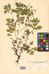 Chelidonium majus L., Siberia, Russian Far East (S6) (Russia)