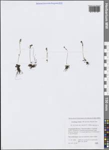 Micranthes tenuis (Wahlenb.) Small, Siberia, Russian Far East (S6) (Russia)