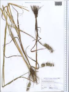 Cynosurus echinatus L., Caucasus, Black Sea Shore (from Novorossiysk to Adler) (K3) (Russia)