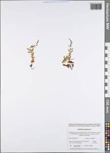 Epilobium palustre L., Eastern Europe, Northern region (E1) (Russia)