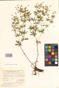 Potentilla erecta (L.) Raeusch., Eastern Europe, North-Western region (E2) (Russia)