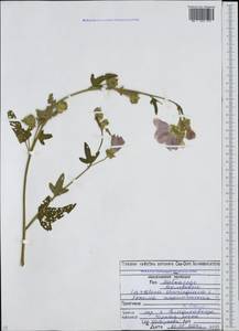 Malva thuringiaca subsp. thuringiaca, Caucasus, North Ossetia, Ingushetia & Chechnya (K1c) (Russia)