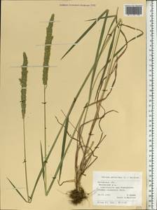 Phleum phleoides (L.) H.Karst., Eastern Europe, Central region (E4) (Russia)