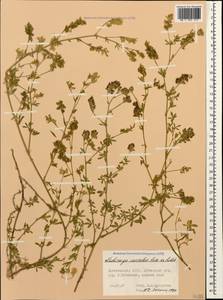 Medicago lessingii Fisch. & C.A.Mey. ex Kar., Caucasus, Dagestan (K2) (Russia)