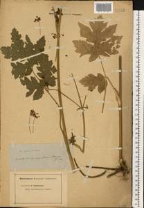 Heracleum sphondylium subsp. sibiricum (L.) Simonk., Eastern Europe, North Ukrainian region (E11) (Ukraine)