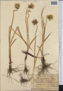 Allium semenovii Regel, Middle Asia, Northern & Central Tian Shan (M4) (Kazakhstan)