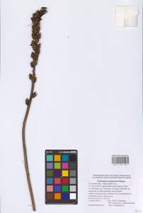 Pedicularis kaufmannii Pinzger, Eastern Europe, Central region (E4) (Russia)