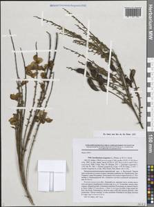 Cytisus scoparius (L.) Link, Eastern Europe, North-Western region (E2) (Russia)