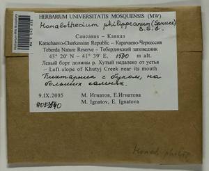 Homalothecium philippeanum (Spruce) Schimp., Bryophytes, Bryophytes - North Caucasus & Ciscaucasia (B12) (Russia)