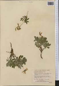 Astragalus umbellatus Bunge, America (AMER) (Canada)