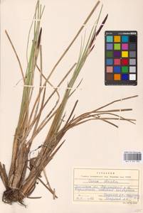 Carex elata subsp. omskiana (Meinsh.) Jalas, Eastern Europe, Western region (E3) (Russia)