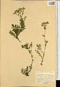 Potentilla tanacetifolia Willd. ex D. F. K. Schltdl., Mongolia (MONG) (Mongolia)