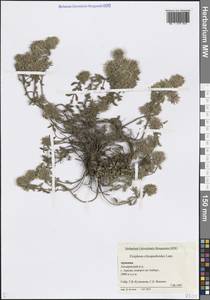 Ziziphora clinopodioides Lam., Caucasus, Armenia (K5) (Armenia)