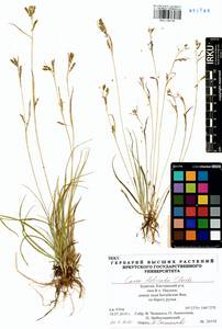 Carex delicata C.B.Clarke, Siberia, Baikal & Transbaikal region (S4) (Russia)