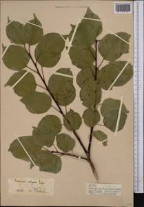 Prunus armeniaca L., Middle Asia, Pamir & Pamiro-Alai (M2)