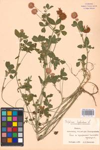 Trifolium hybridum L., Eastern Europe, Moscow region (E4a) (Russia)