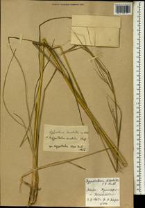 Hyperthelia dissoluta (Nees ex Steud.) Clayton, Africa (AFR) (Mali)