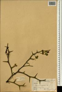 Citrus trifoliata L., South Asia, South Asia (Asia outside ex-Soviet states and Mongolia) (ASIA) (China)