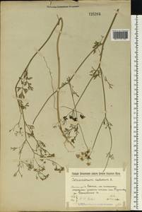 Coriandrum sativum L., Eastern Europe, Volga-Kama region (E7) (Russia)