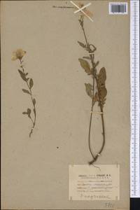 Clarkia amoena (Lehm.) A. Nelson & J. F. Macbr., America (AMER) (United States)