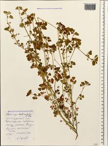 Medicago polymorpha L., Caucasus, Black Sea Shore (from Novorossiysk to Adler) (K3) (Russia)