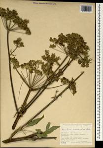 Heracleum crenatifolium Boiss., South Asia, South Asia (Asia outside ex-Soviet states and Mongolia) (ASIA) (Turkey)