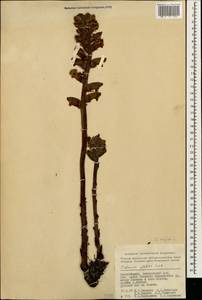 Orobanche elatior subsp. elatior, Caucasus, Azerbaijan (K6) (Azerbaijan)