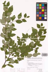 Cotoneaster acutifolius Turcz., Eastern Europe, Central forest-and-steppe region (E6) (Russia)