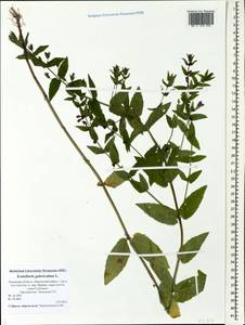 Scutellaria galericulata L., Eastern Europe, North-Western region (E2) (Russia)