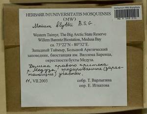 Mnium blyttii Bruch & Schimp., Bryophytes, Bryophytes - Krasnoyarsk Krai, Tyva & Khakassia (B17) (Russia)