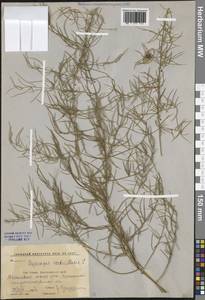 Asparagus verticillatus L., Caucasus, Krasnodar Krai & Adygea (K1a) (Russia)