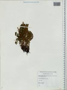 Woodsia ilvensis (L.) R. Br., Siberia, Russian Far East (S6) (Russia)