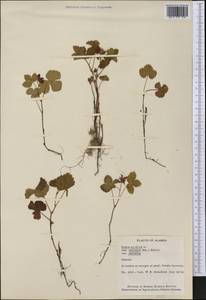 Rubus arcticus subsp. stellatus (Sm.) Boivin, America (AMER) (United States)