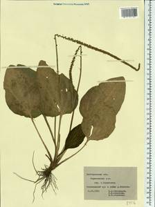 Plantago, Eastern Europe, Central forest-and-steppe region (E6) (Russia)