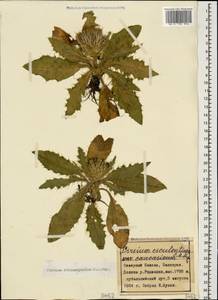 Cirsium rhizocephalum C. A. Mey., Caucasus, Stavropol Krai, Karachay-Cherkessia & Kabardino-Balkaria (K1b) (Russia)