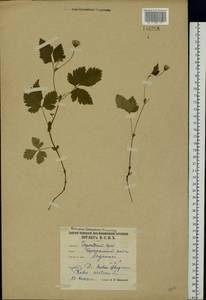 Rubus arcticus L., Eastern Europe, Northern region (E1) (Russia)